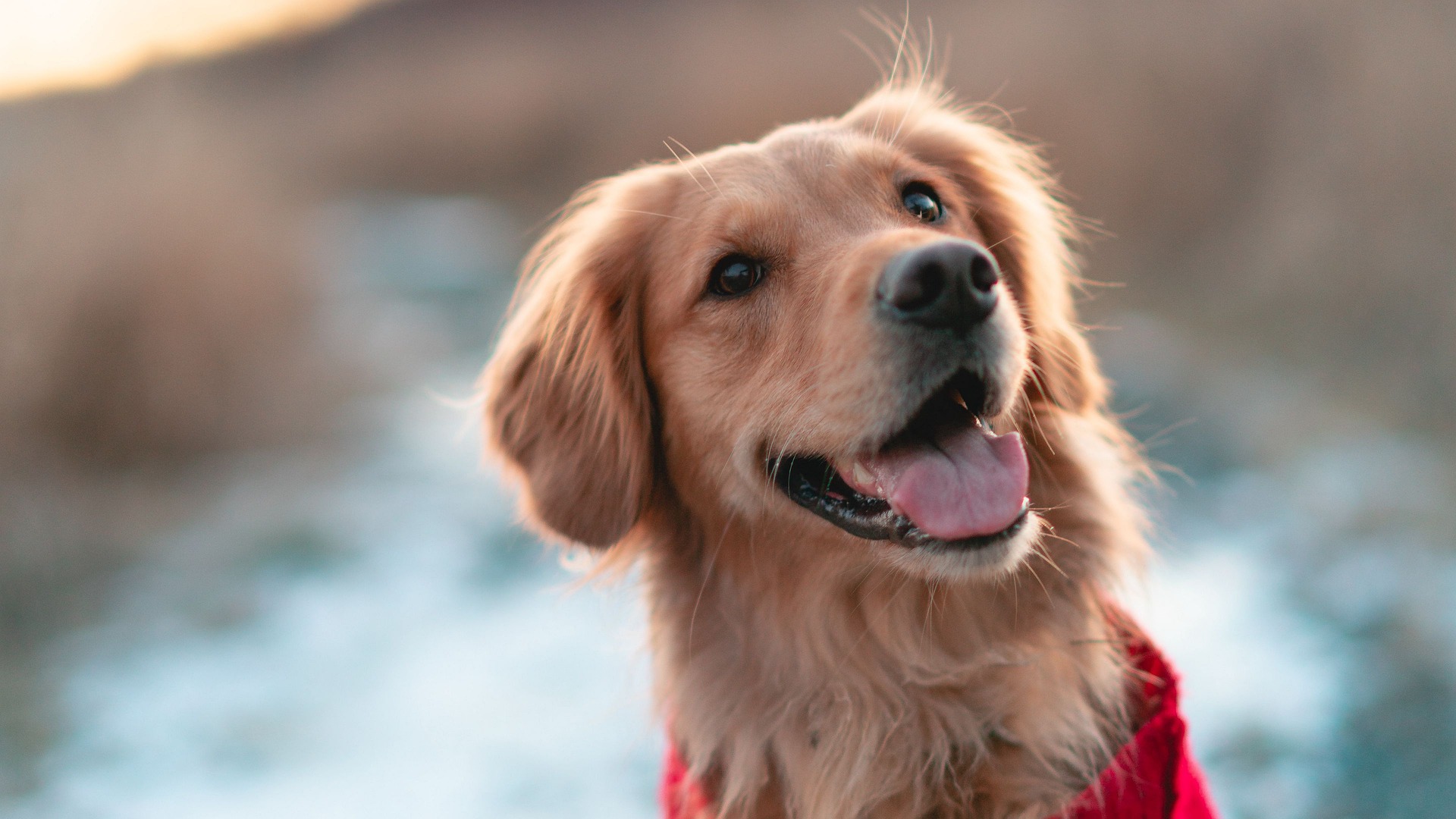 What Size Harness for a Golden Retriever Puppy?