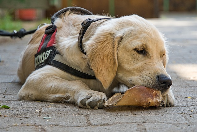 Recommended Harness Sizes for Golden Retriever Puppies