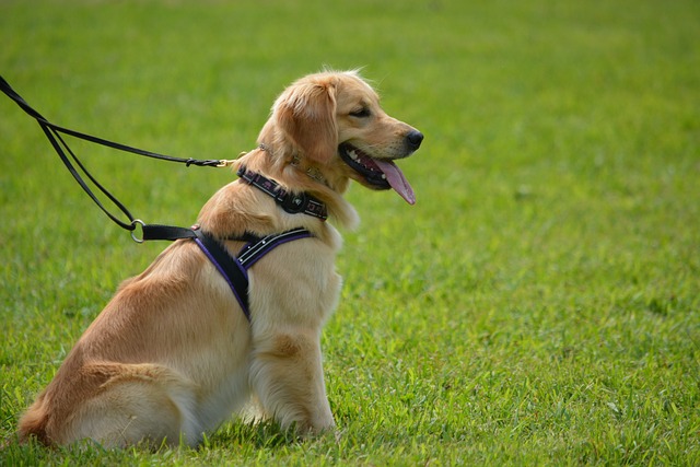 Tips for Adjusting and Fitting a Harness Properly
