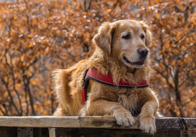 How to Measure Your Puppy for a Harness