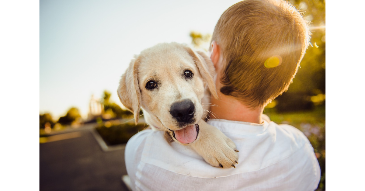 How to Train a Golden Retriever Puppy Not to Bite