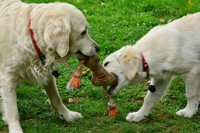 Is Biting Normal in Puppies?