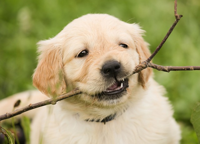 How to train a golden retriever puppy not to bite